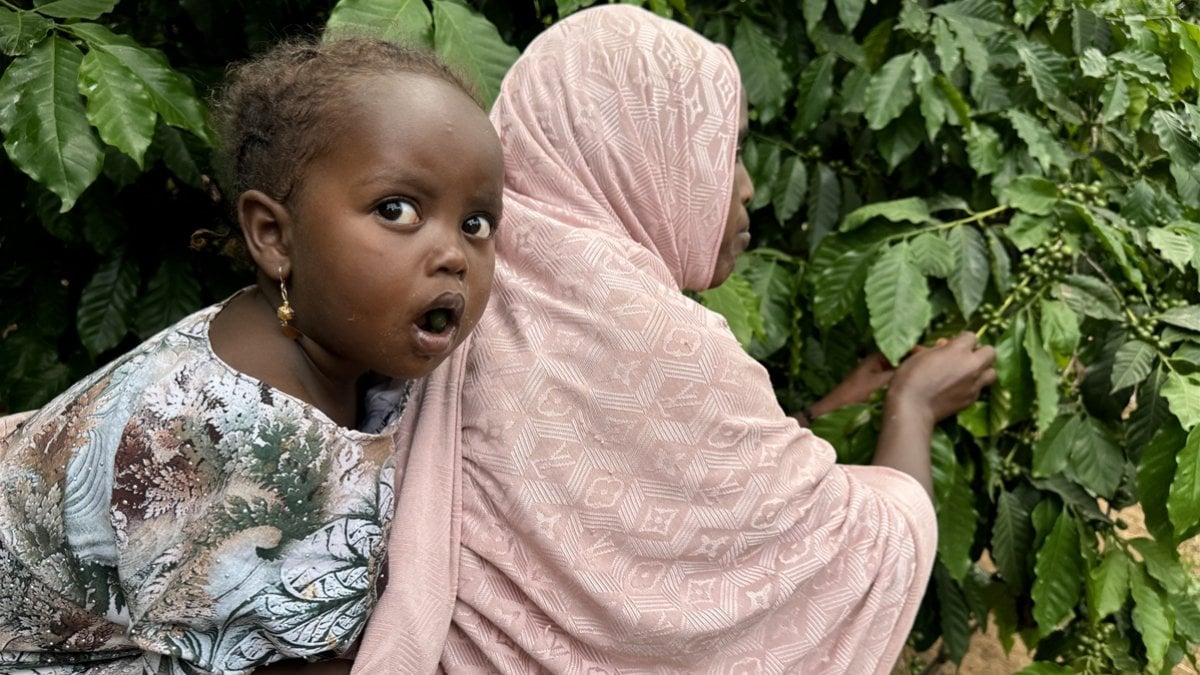 Etiyopya’da adım adım kahvenin bahçeden fincana yolculuğu