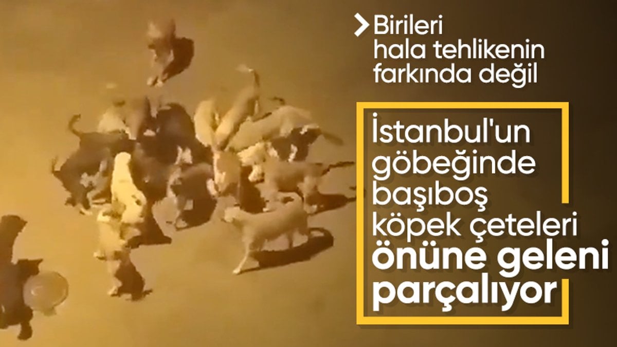 İstanbul’da başıboş köpekler bir kediyi parçaladı