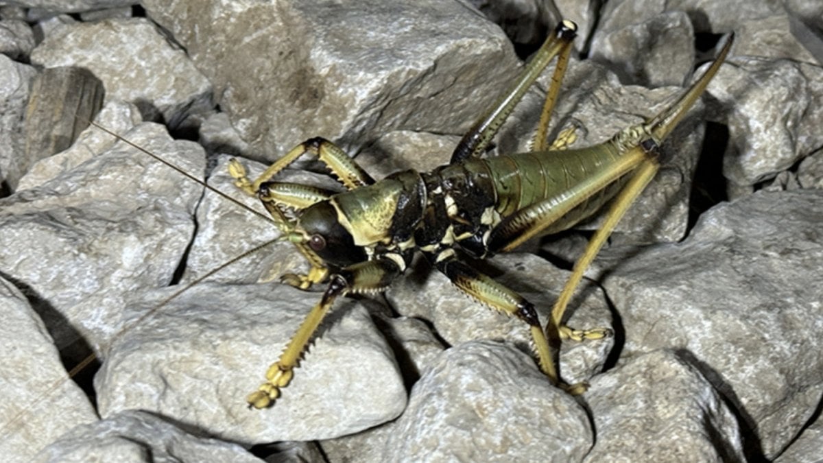 Adıyaman’da Nemrut Dağı zirvesinde dev çekirge görüldü