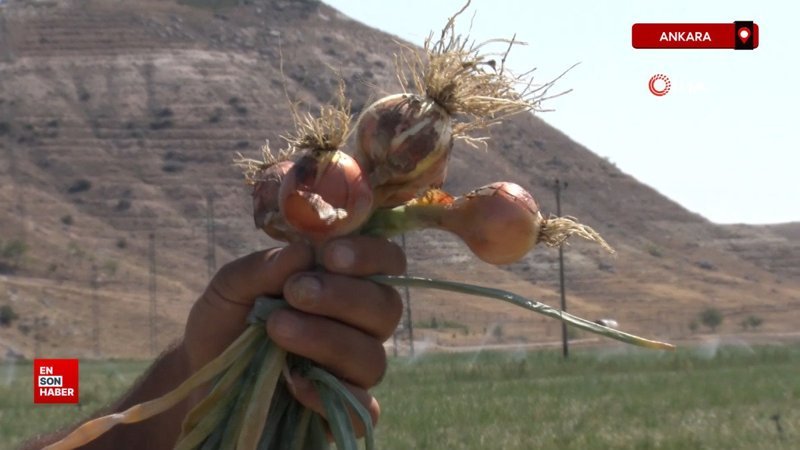 Ankara’da soğan tarlada yandı