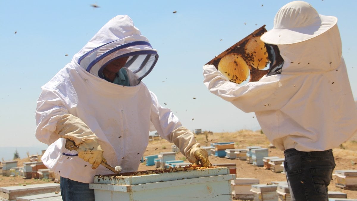 Erzincan’da arıcıların yoğun mesaisi: Bal hasadı başladı
