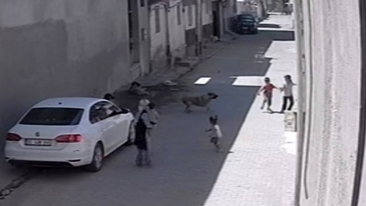 Şanlıurfa’da sokak köpeği çocuklara saldırdı: Kadın kurtarmaya çalıştı
