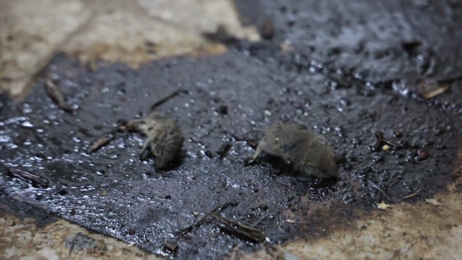 Kilis’te gıda denetiminde mide bulandıran anlar: Kesilen ceza gündem oldu