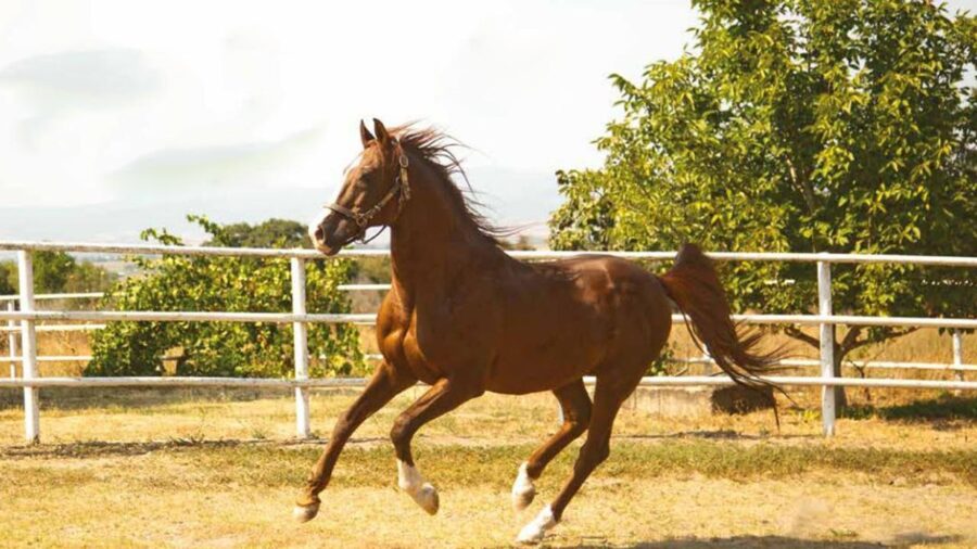 TİGEM safkan 14 Arap kısrağı satacak